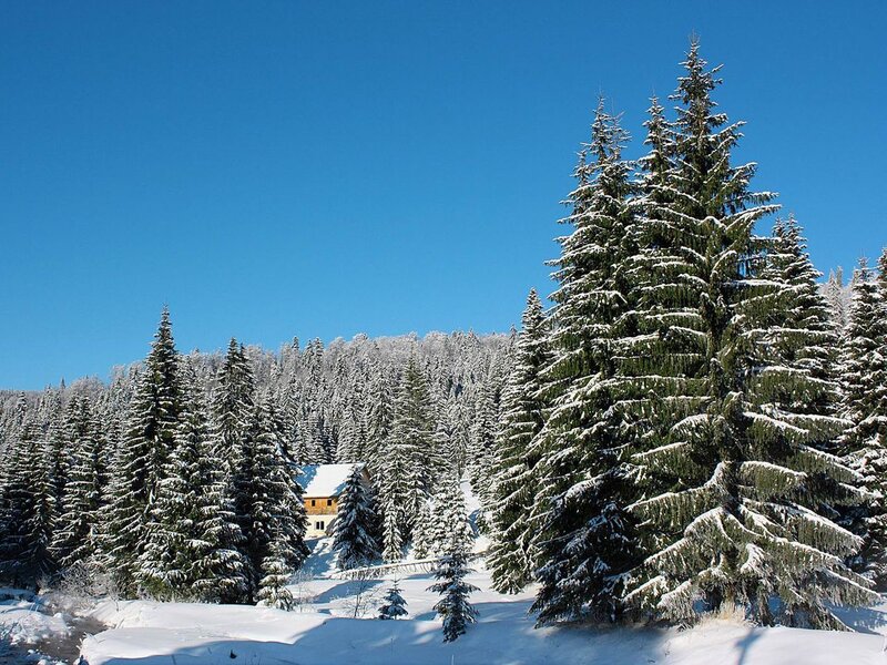 Snow-covered Pine Trees — Blue, Serene, Winter, Photograph, Forest, House