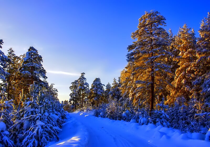 Snow-covered Pine Trees — Blue, Serene, Winter, Photograph, Forest, Path