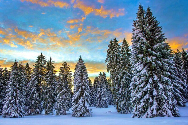 Snow-covered Pine Trees — Blue, Serene, Winter, Photograph, Forest, Sky, Clouds, Snow