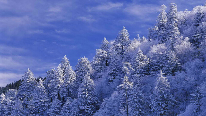 Snow-covered Pine Trees — Blue, Serene, Winter, Photograph, Forest, Sky, Clouds