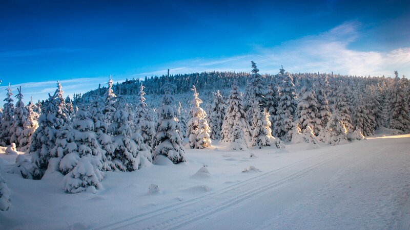 Snow-covered Pine Trees — Blue, Serene, Winter, Photograph, Forest, Sky, Tracks