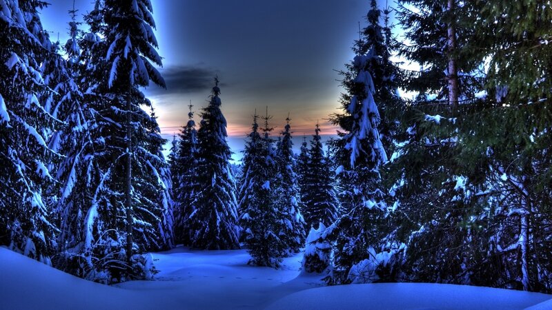 Snow-covered Pine Trees — Blue, Serene, Winter, Photograph, Forest, Snow