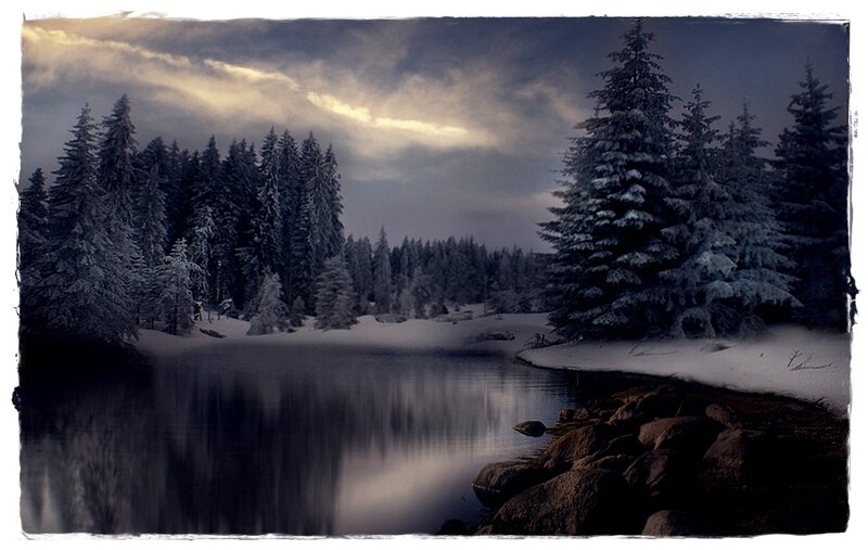 Snow-covered Pine Trees — Blue, Serene, Winter, Photograph, Lake, Forest