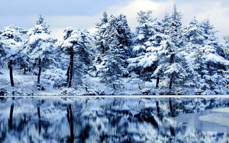 Snow-covered Pine Trees — Blue, Serene, Winter, Photograph, Lake, Reflection