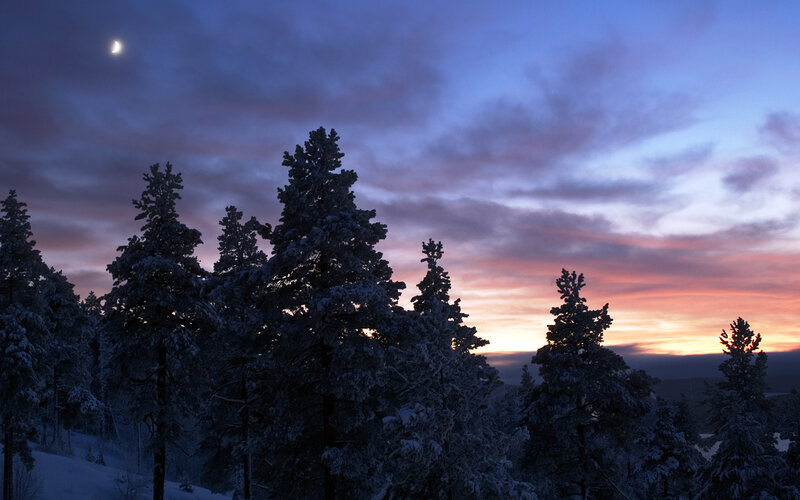Snow-covered Pine Trees — Blue, Serene, Winter, Photograph, Moon, Clouds