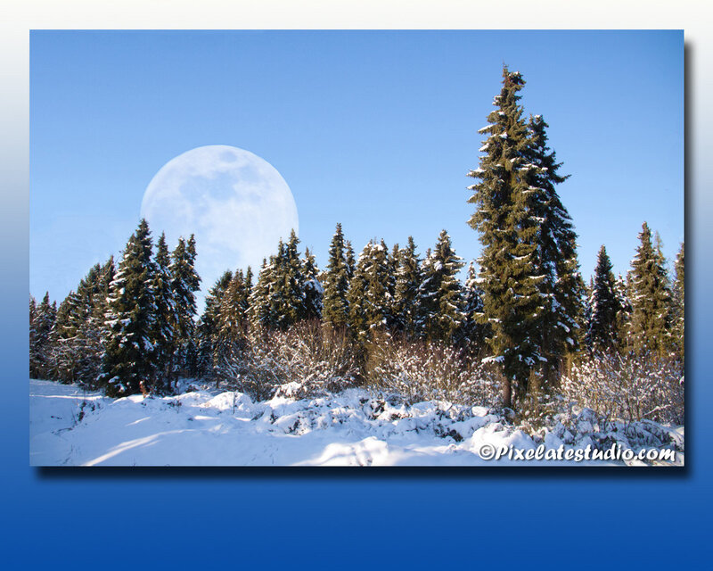 Snow-covered Pine Trees — Blue, Serene, Winter, Photograph, Moon