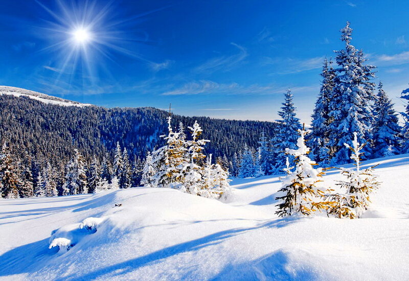 Snow-covered Pine Trees — Blue, Serene, Winter, Photograph, Mountain, Sun