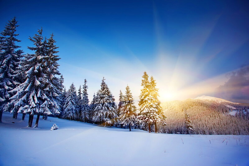 Snow-covered Pine Trees — Blue, Serene, Winter, Photograph, Mountain, Sunlight