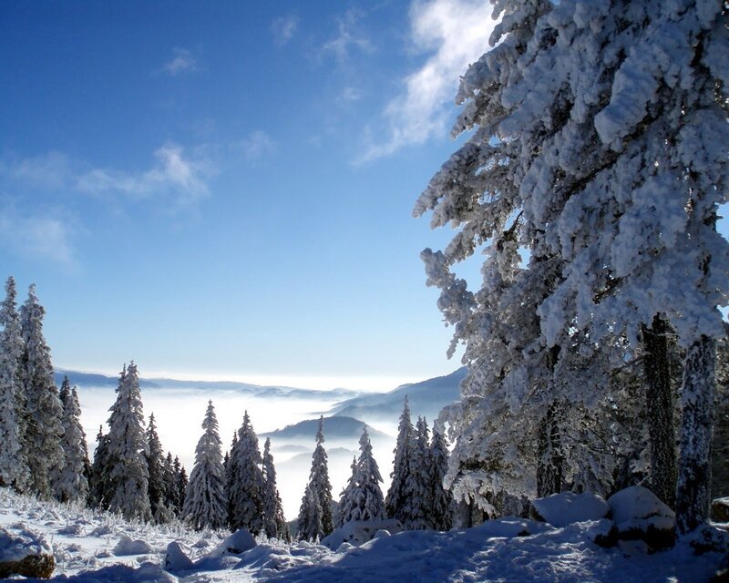 Snow-covered Pine Trees — Blue, Serene, Winter, Photograph, Mountains, Fog, Sky