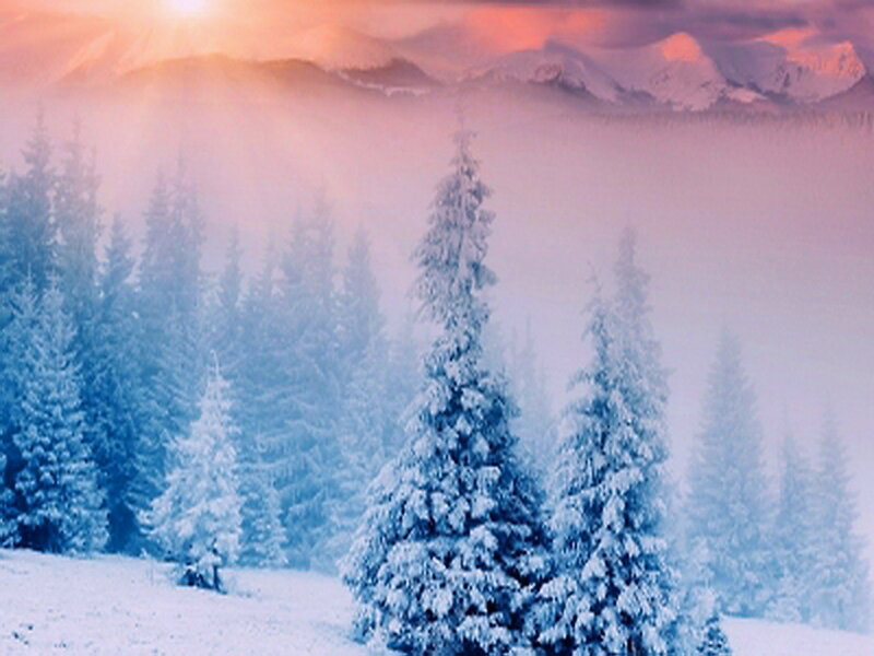 Snow-covered Pine Trees — Blue, Serene, Winter, Photograph, Mountains, Fog, Sunlight