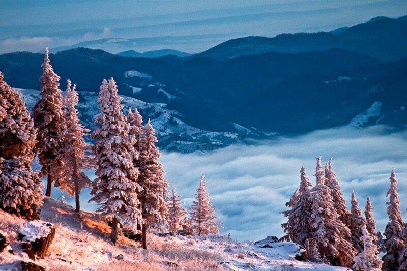 Snow-covered Pine Trees — Blue, Serene, Winter, Photograph, Mountains, Fog