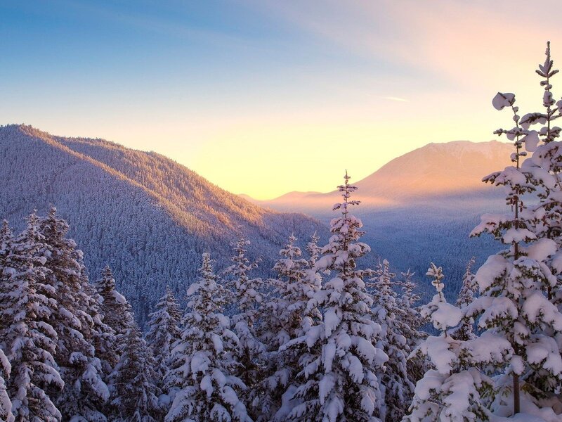 Snow-covered Pine Trees — Blue, Serene, Winter, Photograph, Mountains, Forest, Sky, White, Yellow