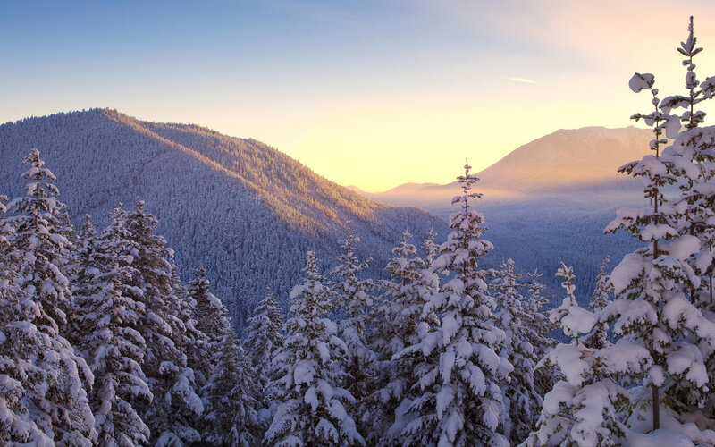 Snow-covered Pine Trees — Blue, Serene, Winter, Photograph, Mountains, Forest