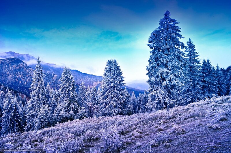 Snow-covered Pine Trees — Blue, Serene, Winter, Photograph, Mountains, Frost, Sky