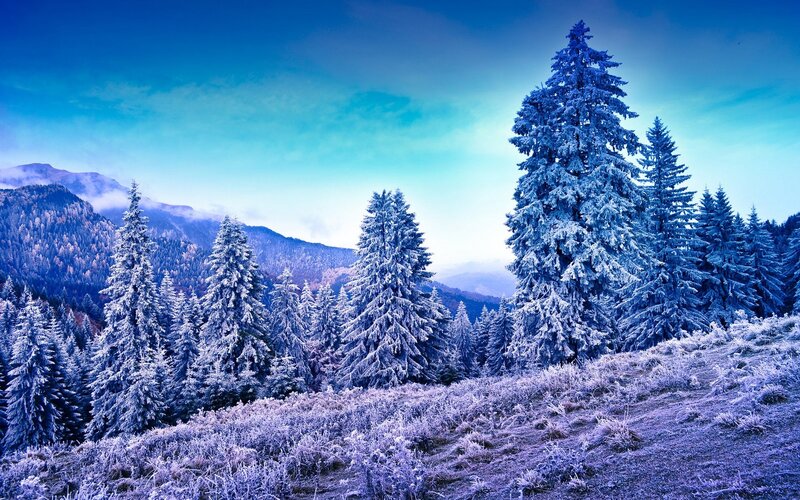 Snow-covered Pine Trees — Blue, Serene, Winter, Photograph, Mountains, Frost