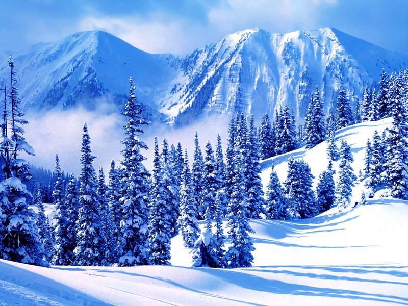 Snow-covered Pine Trees — Blue, Serene, Winter, Photograph, Mountains, Snow, Fog