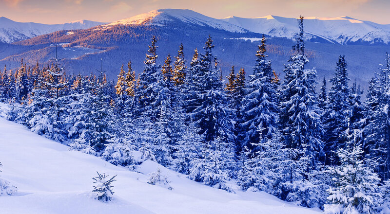 Snow-covered Pine Trees — Blue, Serene, Winter, Photograph, Mountains, Snow, Forest, Sunrise