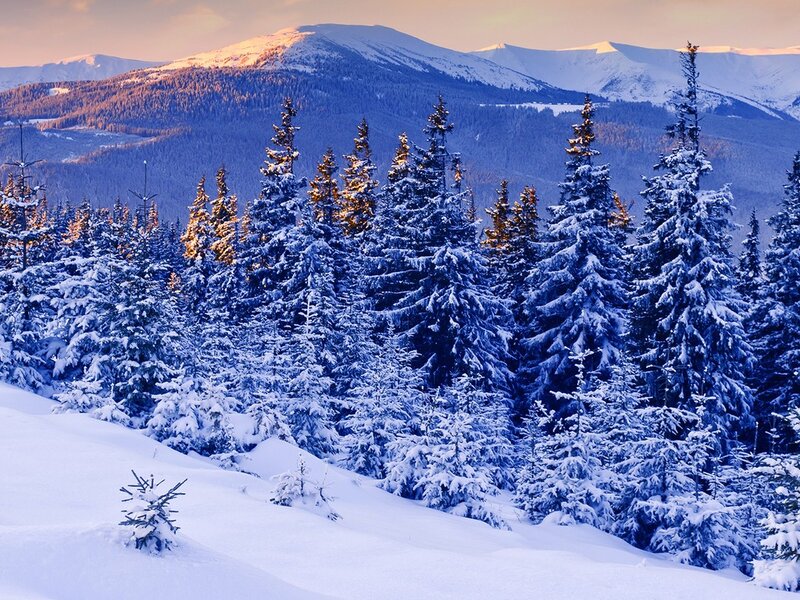 Snow-covered Pine Trees — Blue, Serene, Winter, Photograph, Mountains, Snow, Forest, Sunrise, White