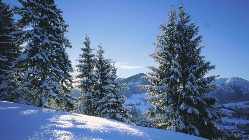 Snow-covered Pine Trees — Blue, Serene, Winter, Photograph, Mountains, Snow, Sky, White, Green