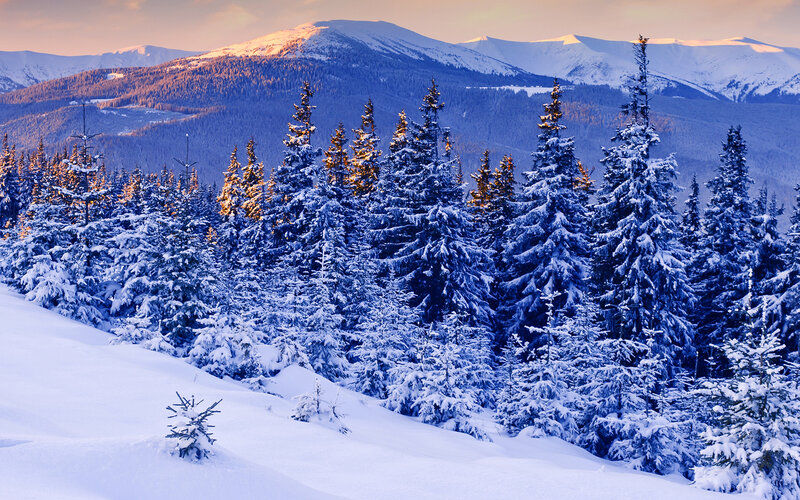 Snow-covered Pine Trees — Blue, Serene, Winter, Photograph, Mountains, Snow