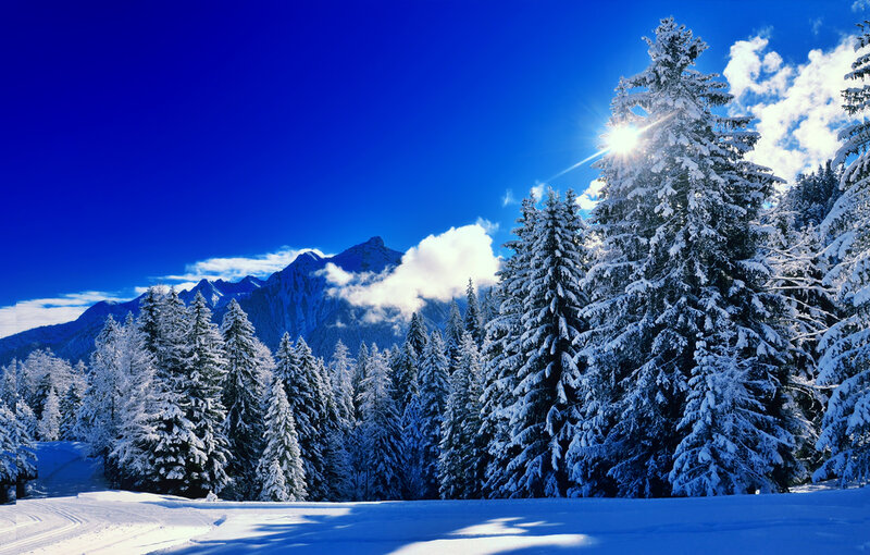 Snow-covered Pine Trees — Blue, Serene, Winter, Photograph, Mountains, Sun, Clouds