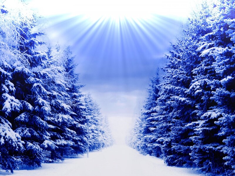 Snow-covered Pine Trees — Blue, Serene, Winter, Photograph, Path