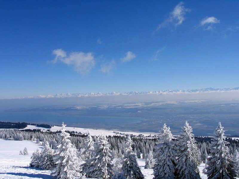 Snow-covered Pine Trees — Blue, Serene, Winter, Photograph, Pine Trees, Lake