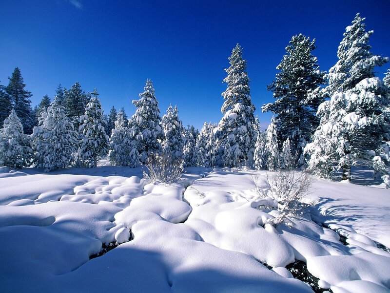 Snow-covered Pine Trees — Blue, Serene, Winter, Photograph, Pine Trees, Snow, Sky