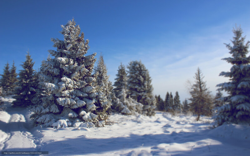 Snow-covered Pine Trees — Blue, Serene, Winter, Photograph, Pine Trees, Snow