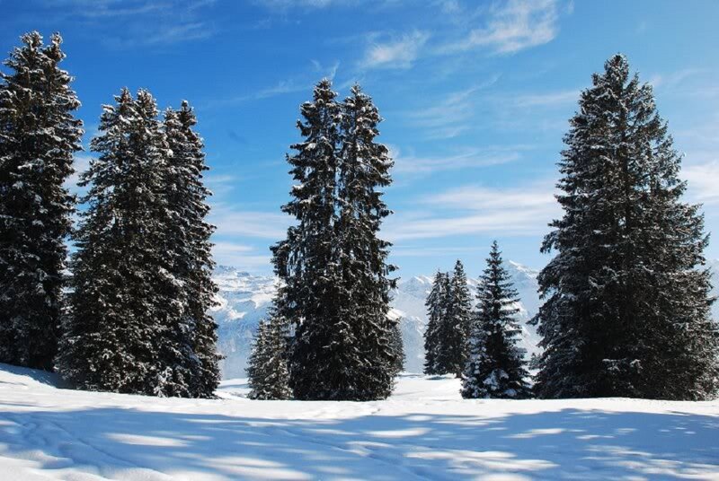 Snow-covered Pine Trees — Blue, Serene, Winter, Photograph, Pine Trees