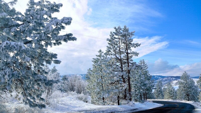 Snow-covered Pine Trees — Blue, Serene, Winter, Photograph, Road