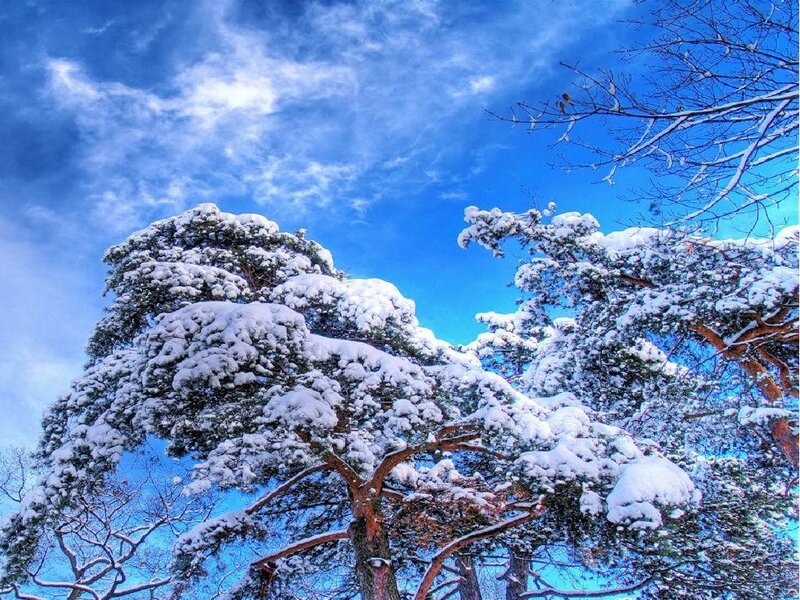 Snow-covered Pine Trees — Blue, Serene, Winter, Photograph, Sky, Clouds, Branches