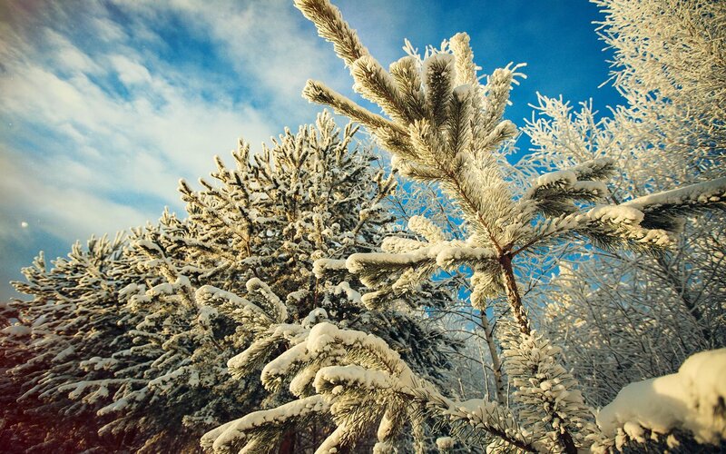 Snow-covered Pine Trees — Blue, Serene, Winter, Photograph, Sky, Clouds, Snow