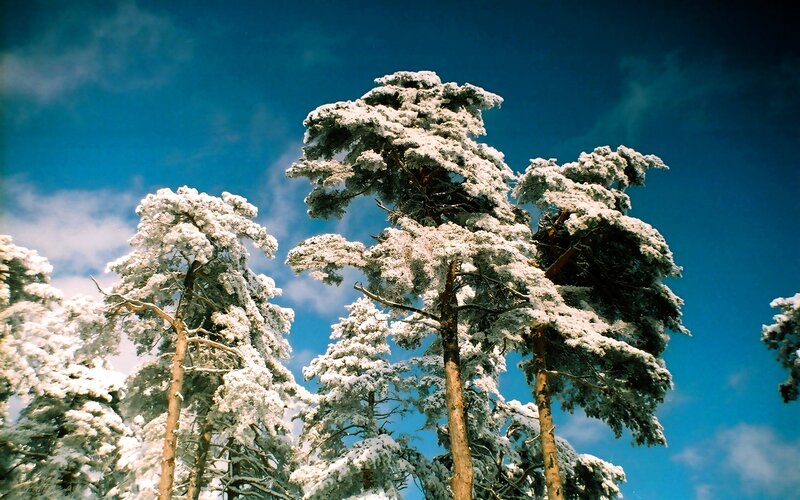 Snow-covered Pine Trees — Blue, Serene, Winter, Photograph, Sky, Clouds