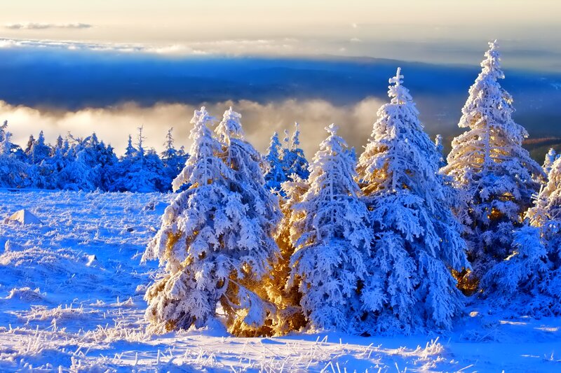 Snow-covered Pine Trees — Blue, Serene, Winter, Photograph, Snow, Clouds