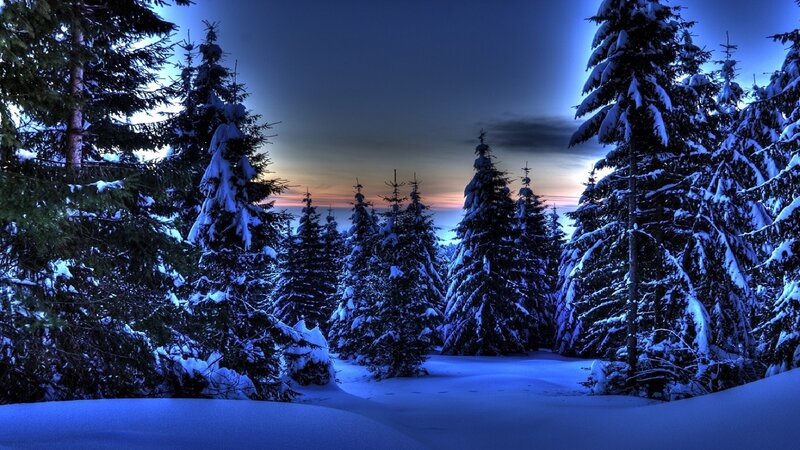 Snow-covered Pine Trees — Blue, Serene, Winter, Photograph, Snow, Forest, Sky