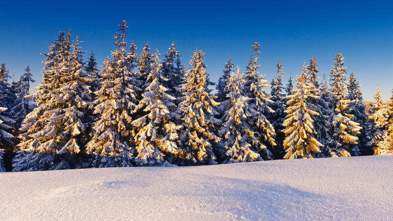 Snow-covered Pine Trees — Blue, Serene, Winter, Photograph, Snow, Forest