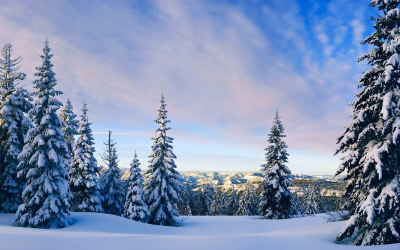 Snow-covered Pine Trees — Blue, Serene, Winter, Photograph, Snow, Mountains, Sky, White, Green