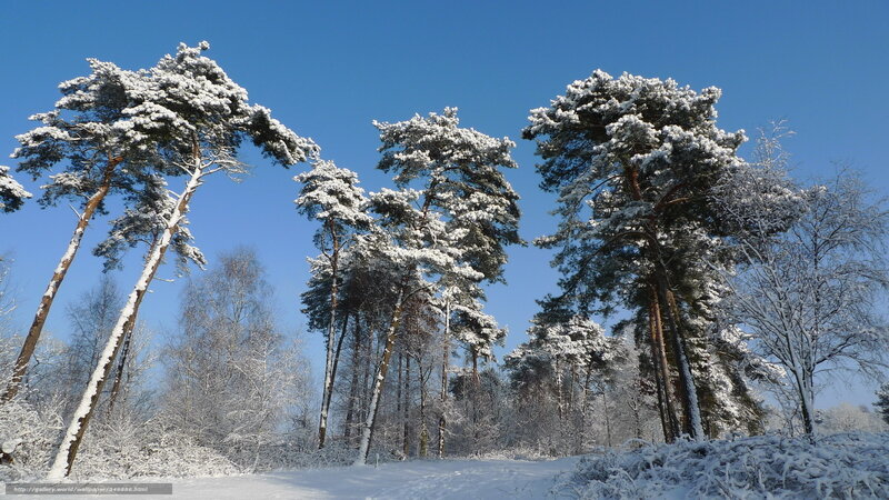 Snow-covered Pine Trees — Blue, Serene, Winter, Photograph, Snow, Sky, Bushes