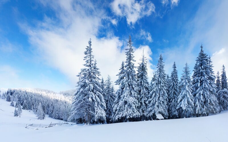 Snow-covered Pine Trees — Blue, Serene, Winter, Photograph, Snow, Sky, Clouds, Fence