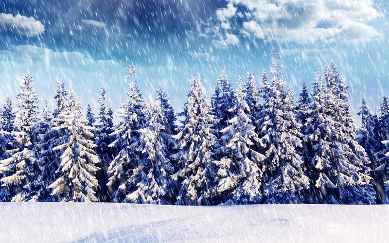 Snow-covered Pine Trees — Blue, Serene, Winter, Photograph, Snow, Sky, Clouds
