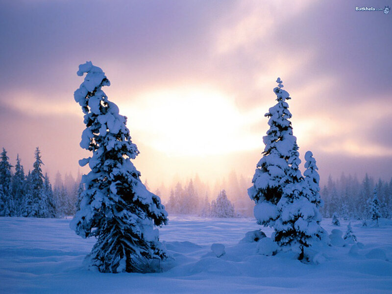 Snow-covered Pine Trees — Blue, Serene, Winter, Photograph, Snow, Sky, Forest