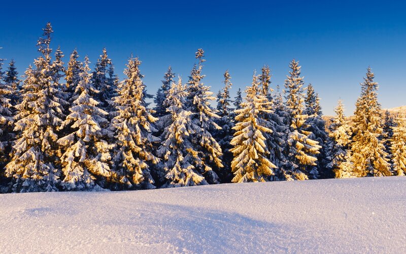 Snow-covered Pine Trees — Blue, Serene, Winter, Photograph, Snow, Sky, Forest, White, Gold