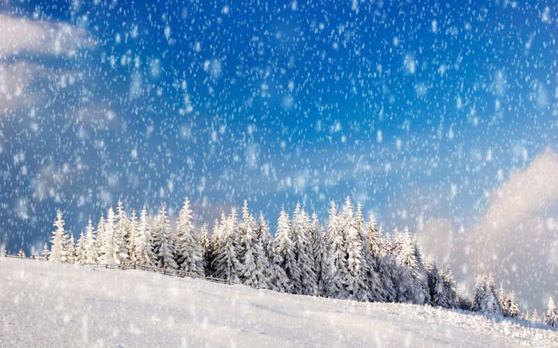 Snow-covered Pine Trees — Blue, Serene, Winter, Photograph, Snow, Sky
