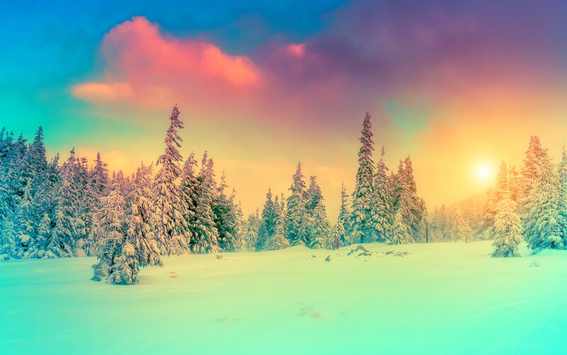 Snow-covered Pine Trees — Blue, Serene, Winter, Photograph, Snow, Sun