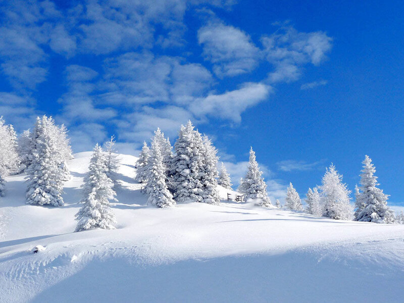 Snow-covered Pine Trees — Blue, Serene, Winter, Photograph, Snow
