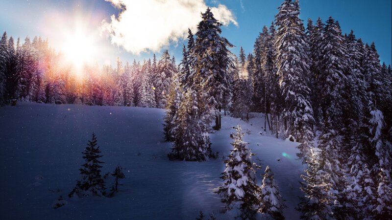 Snow-covered Pine Trees — Blue, Serene, Winter, Photograph, Sun, Clouds, Snow