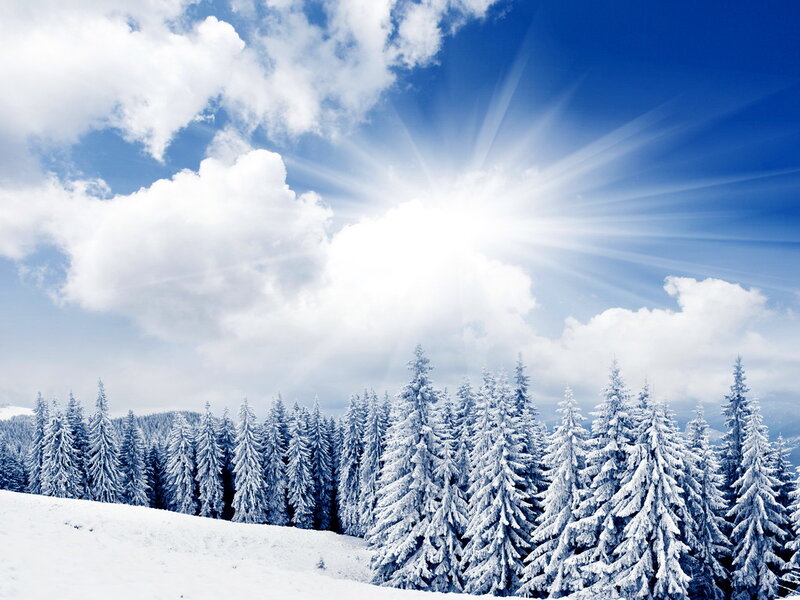 Snow-covered Pine Trees — Blue, Serene, Winter, Photograph, Sun, Clouds