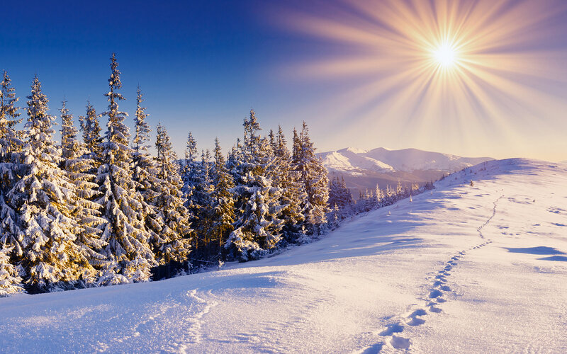 Snow-covered Pine Trees — Blue, Serene, Winter, Photograph, Sun, Mountains