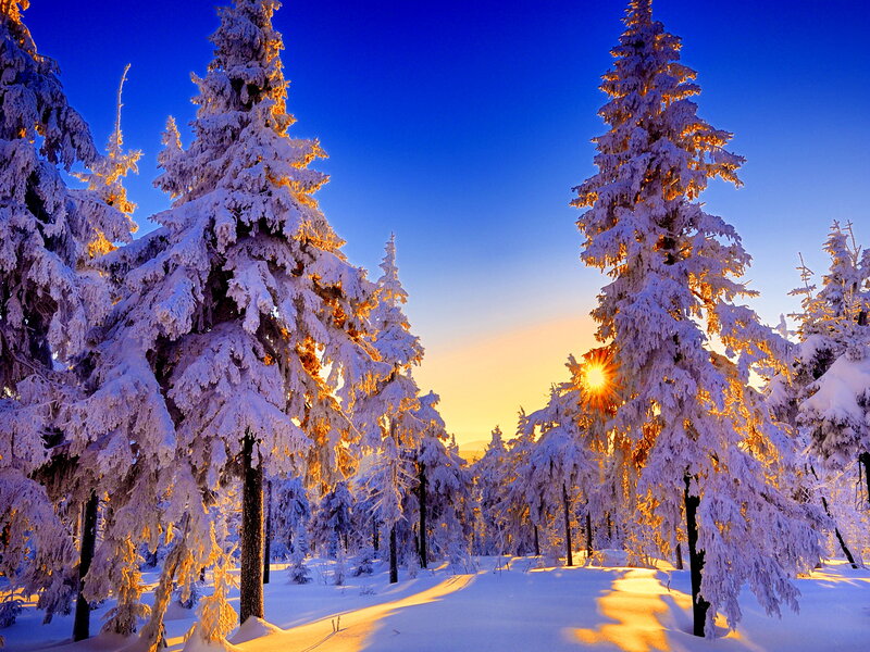 Snow-covered Pine Trees — Blue, Serene, Winter, Photograph, Sun, Snow